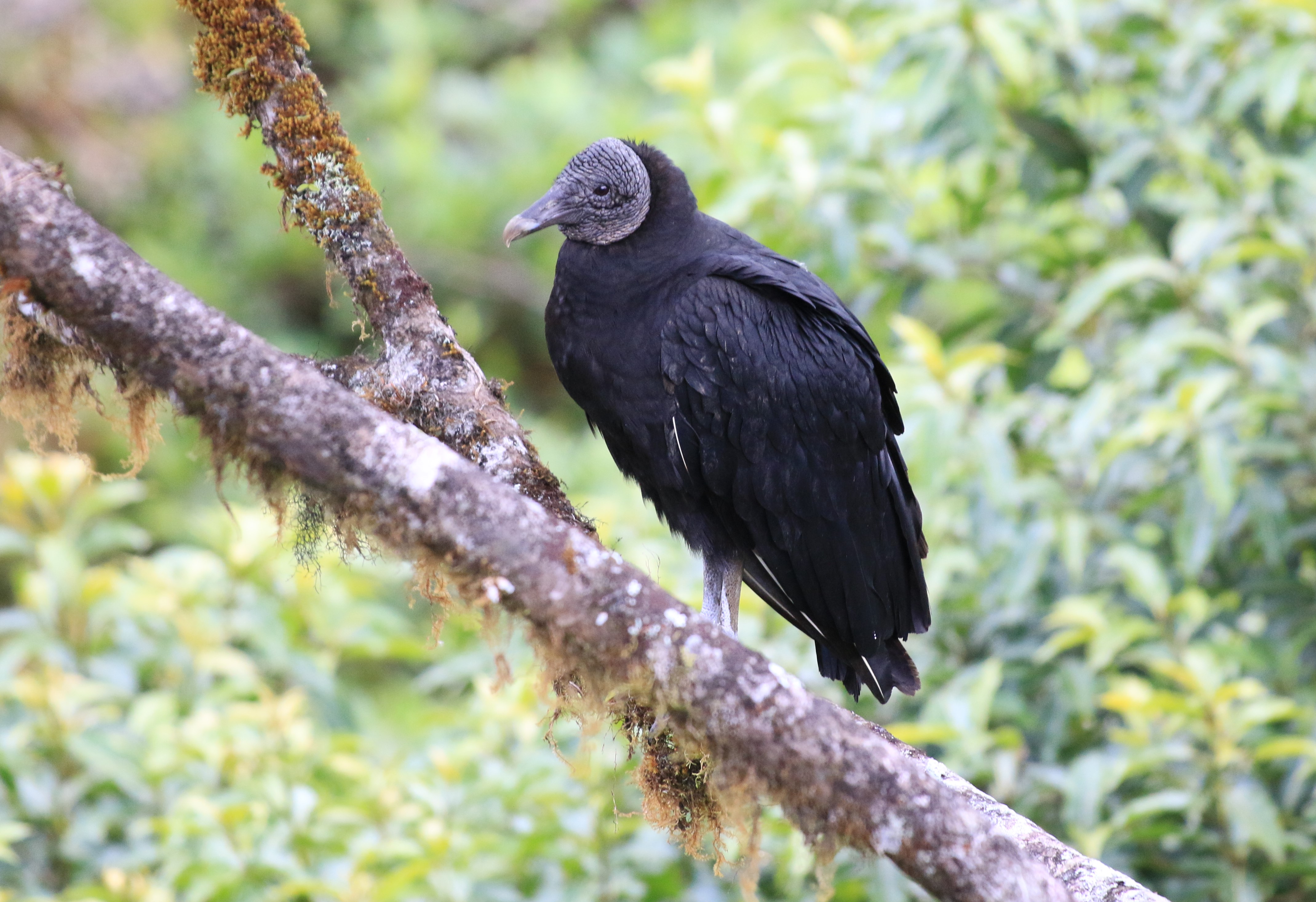 Costa Rica